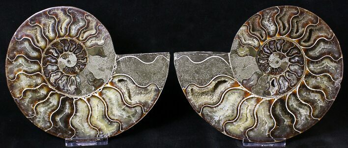 Split Agatized Ammonite - Million Years #18831